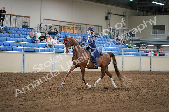 2020 - AB Morgan Horse - Sat, Sept 05 - 06221