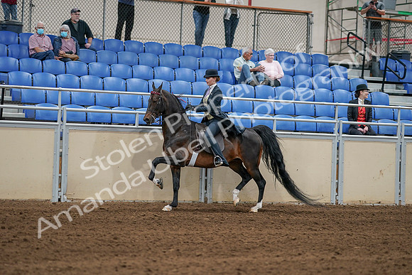 2020 - AB Morgan Horse - Sat, Sept 05 - 06304