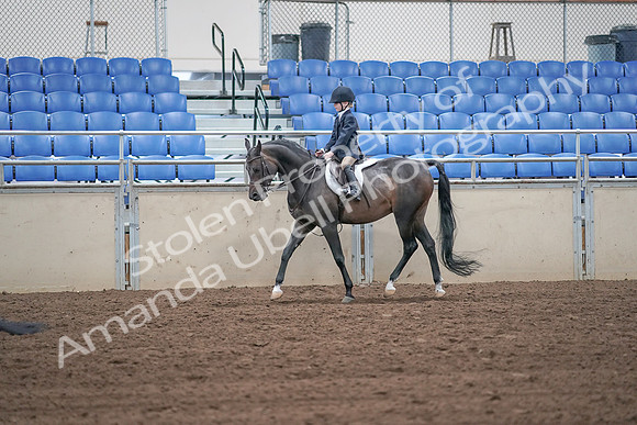 2019 Morgan Horse Show - Sept 01, 2019 - 05497