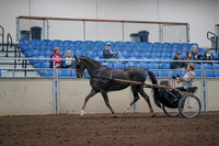 2019 Morgan Horse Show - Aug 31, 2019 - 10252