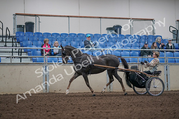 2019 Morgan Horse Show - Aug 31, 2019 - 10252