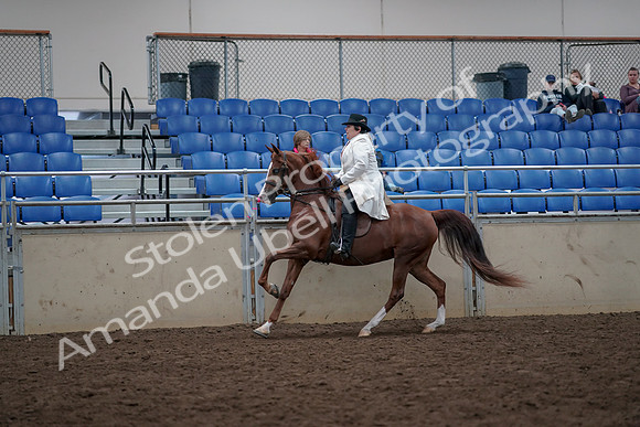 2019 Morgan Horse Show - Aug 31, 2019 - 17894