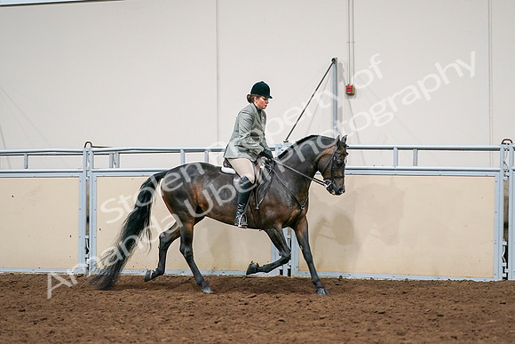 2020 - AB Morgan Horse - Sat, Sept 05 - 14503
