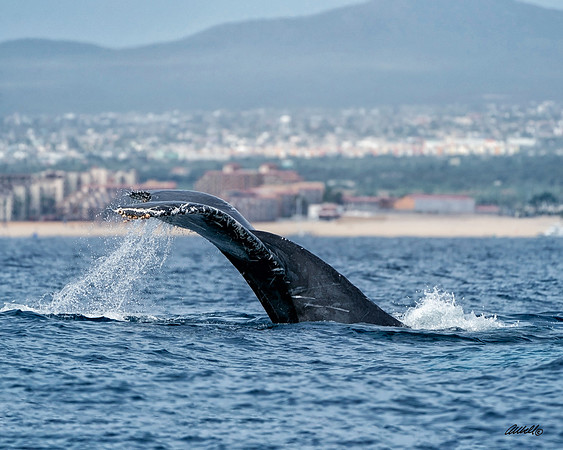 Los Cabo Dec 2018 - 0746