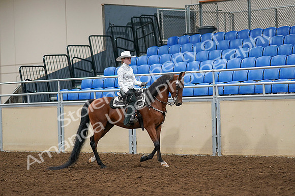 2020 - AB Morgan Horse - Fri, Sept 04 - 03514