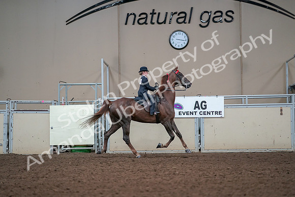 2019 Morgan Horse Show - Aug 30, 2019 - 17990