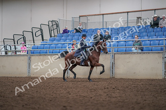 2019 Morgan Horse Show - Aug 31, 2019 - 09524