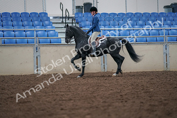 2019 Morgan Horse Show - Aug 30, 2019 - 18408