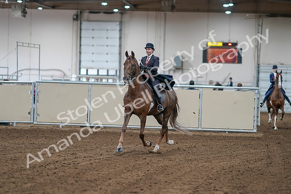 2020 - AB Morgan Horse - Sat, Sept 05 - 06031