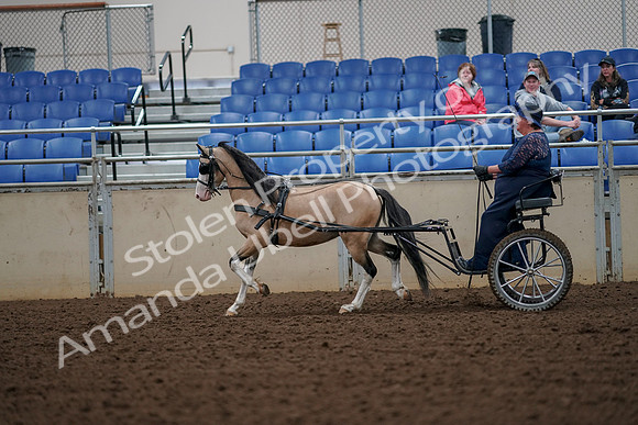 2019 Morgan Horse Show - Aug 30, 2019 - 13298