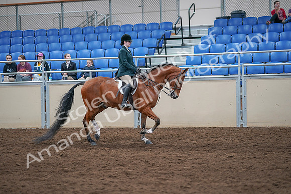 2020 - AB Morgan Horse - Sat, Sept 05 - 05112