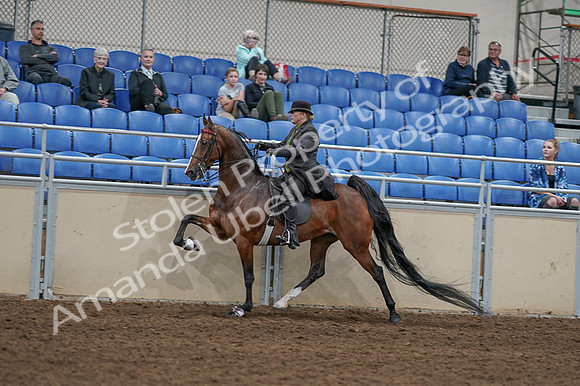 2020 - AB Morgan Horse - Fri, Sept 04 - 09763