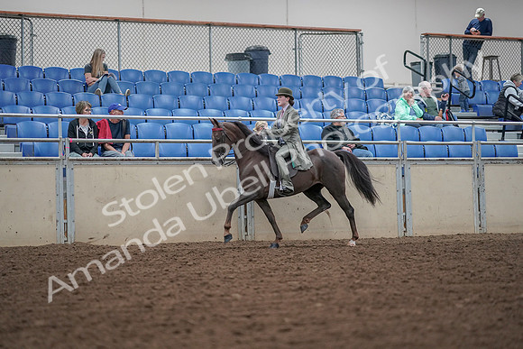 2019 Morgan Horse Show - Aug 30, 2019 - 15503
