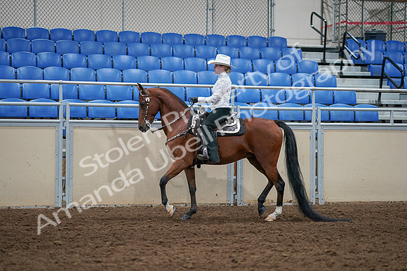 2020 - AB Morgan Horse - Fri, Sept 04 - 03488