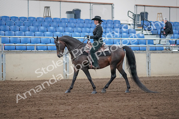 2019 Morgan Horse Show - Sept 01, 2019 - 11201