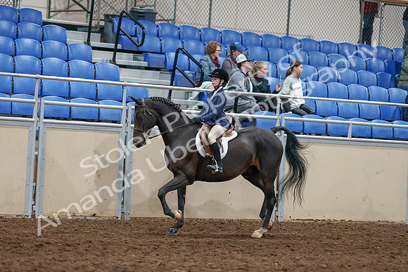 2020 - AB Morgan Horse - Sun, Sept 06 - 07667