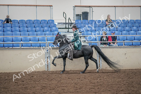 2019 Morgan Horse Show - Aug 30, 2019 - 15586