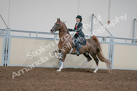2020 - AB Morgan Horse - Fri, Sept 04 - 09601