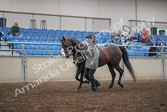 2019 Morgan Horse Show - Aug 31, 2019 - 03674