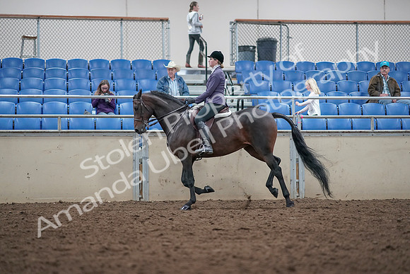 2019 Morgan Horse Show - Aug 31, 2019 - 15052