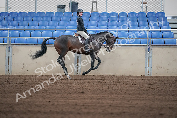 2019 Morgan Horse Show - Sept 01, 2019 - 03889
