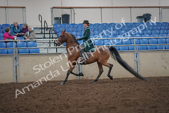 2019 Morgan Horse Show - Aug 30, 2019 - 27963
