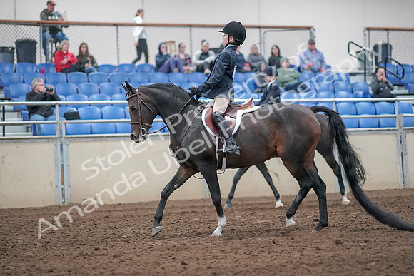 2019 Morgan Horse Show - Aug 31, 2019 - 19401
