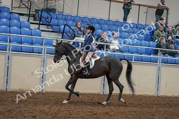 2020 - AB Morgan Horse - Sun, Sept 06 - 07933
