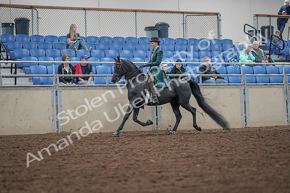 2019 Morgan Horse Show - Aug 30, 2019 - 15483