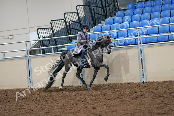 2020 - AB Morgan Horse - Sat, Sept 05 - 13967