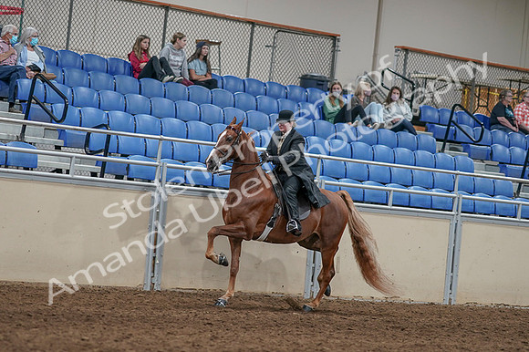 2020 - AB Morgan Horse - Fri, Sept 04 - 11437