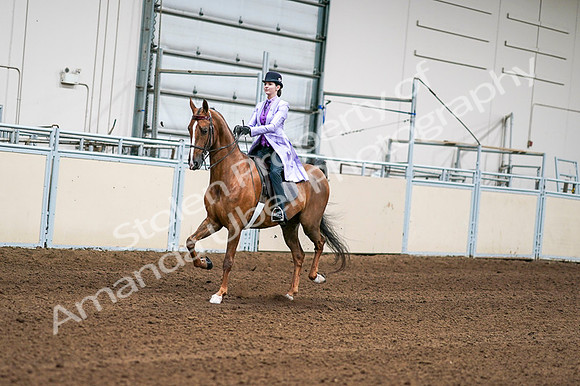 2020 - AB Morgan Horse - Fri, Sept 04 - 04898