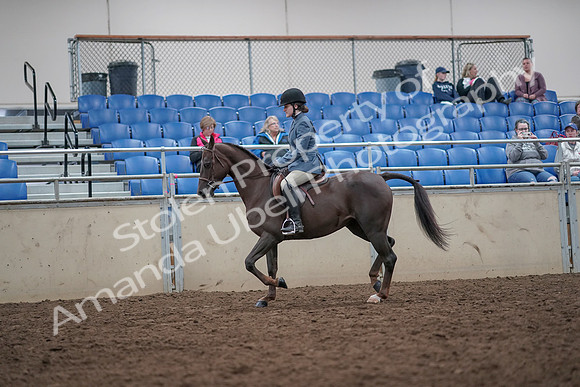 2019 Morgan Horse Show - Aug 31, 2019 - 16614