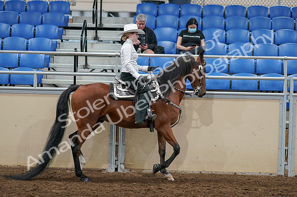 2020 - AB Morgan Horse - Fri, Sept 04 - 03523