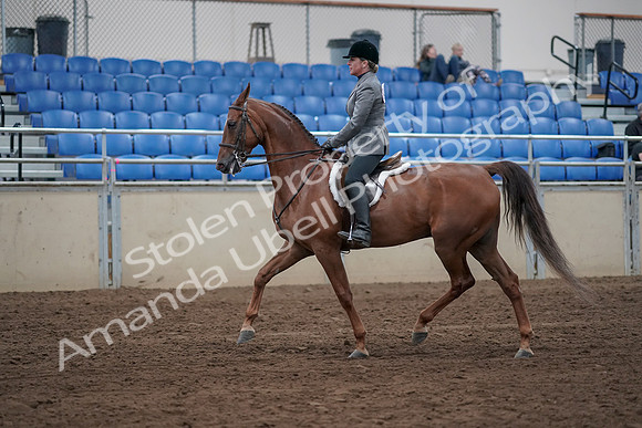 2019 Morgan Horse Show - Sept 01, 2019 - 12166