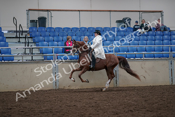 2019 Morgan Horse Show - Aug 31, 2019 - 17892