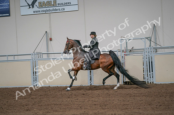 2020 - AB Morgan Horse - Fri, Sept 04 - 09676