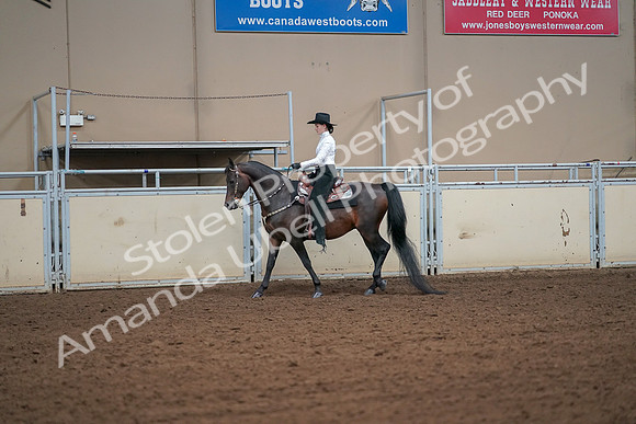 2019 Morgan Horse Show - Aug 30, 2019 - 16898