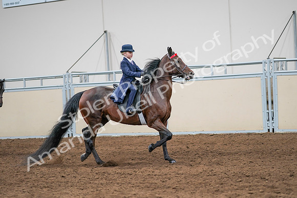 2020 - AB Morgan Horse - Sun, Sept 06 - 08021