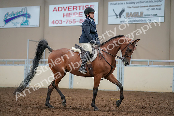 2019 Morgan Horse Show - Aug 30, 2019 - 22606