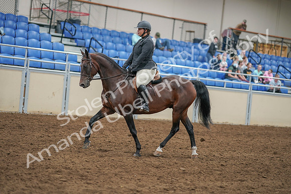 2020 - AB Morgan Horse - Sat, Sept 05 - 09311