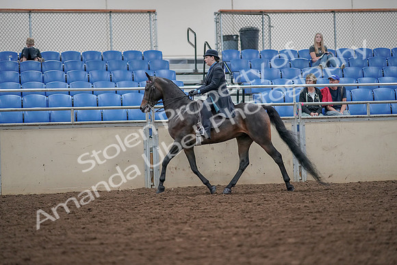 2019 Morgan Horse Show - Aug 30, 2019 - 15389