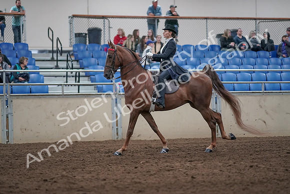 2019 Morgan Horse Show - Aug 31, 2019 - 20667
