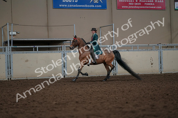 2019 Morgan Horse Show - Aug 30, 2019 - 27909