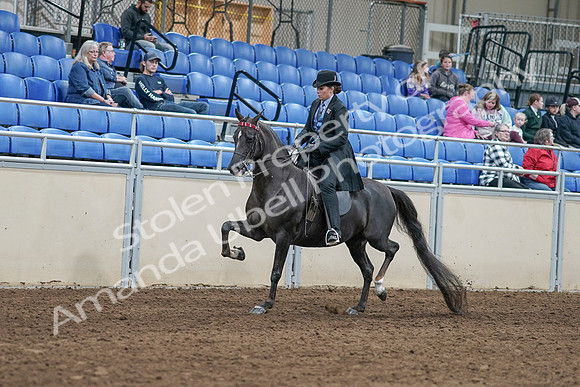 2020 - AB Morgan Horse - Sat, Sept 05 - 00813