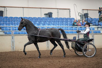 2019 Morgan Horse Show - Aug 31, 2019 - 04631