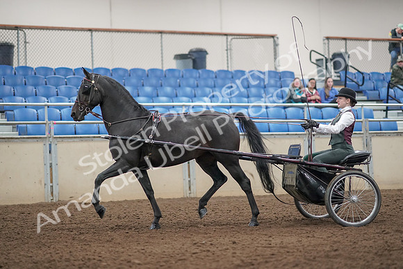 2019 Morgan Horse Show - Aug 31, 2019 - 04631