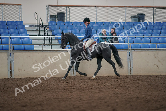 2019 Morgan Horse Show - Aug 31, 2019 - 07276