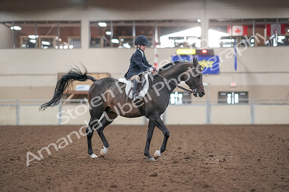 2019 Morgan Horse Show - Aug 31, 2019 - 19657