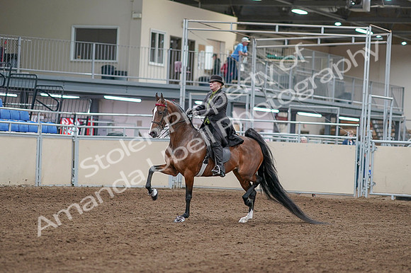 2020 - AB Morgan Horse - Fri, Sept 04 - 09517